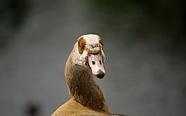 動物,性質(zhì),可愛