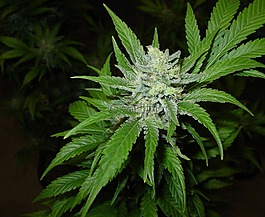 北極光,醫(yī)療,大麻