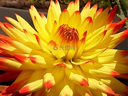 嬌琴紗,開花,大麗花花園