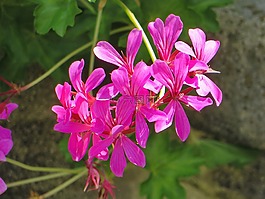 天竺葵,花,花瓣