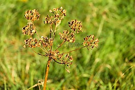 hogweed,廠,種子