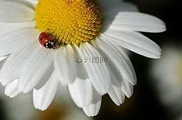 雛菊,花,自然