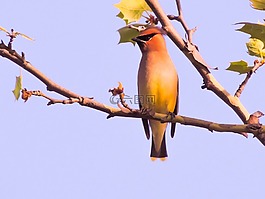 柏蠟翼,無花果樹,鳥