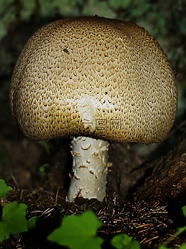 蘑菇,森林,苔