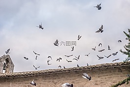 鸽子,飞,教会