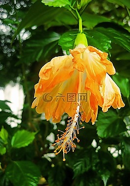 花,黃色,橙色