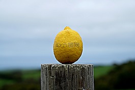 檸檬,自然,農(nóng)田