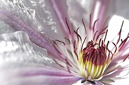 花,紫色,自然