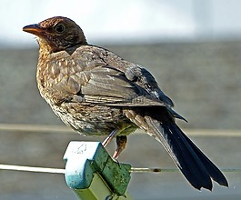 麻雀,斯珀林,鳥(niǎo)