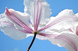 花,紫色,自然