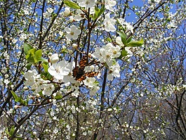梅花,春,鲜花