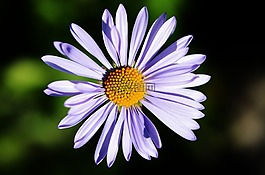 花,藍(lán)色,自然