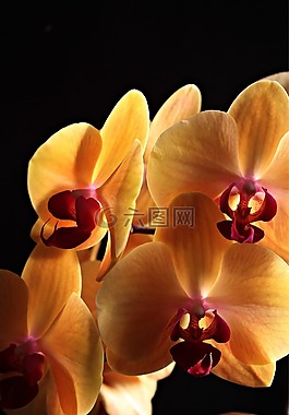 蘭花,鮮花,廠