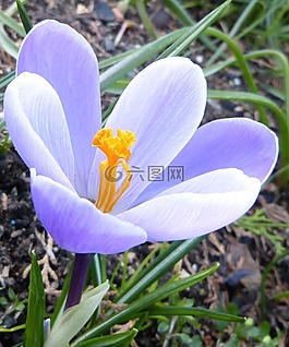 藏红花,雌蕊,杵