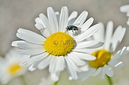 雛菊,昆蟲,花