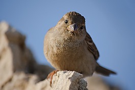麻雀,自然,野生動物