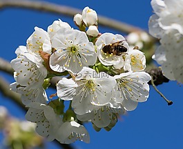 蜜蜂,授粉,櫻桃