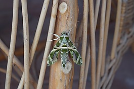 蝴蝶,昆蟲,綠色