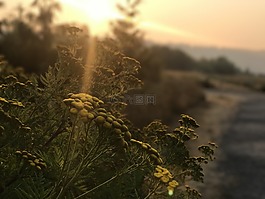 日落,農(nóng)村公路,鮮花