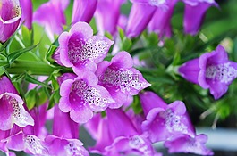 花,紫色,自然