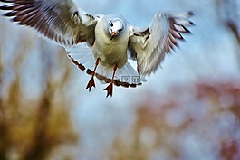 海鷗,鳥,白