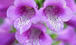 花,紫色,自然