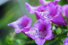 花,紫色,自然