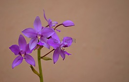 鮮花,蘭花,植物