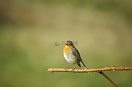 羅賓,鳥,鳴鳥