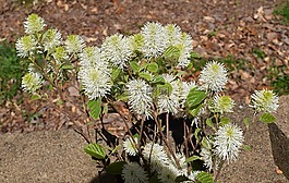 fothergilla,女巫-阿尔德,野花