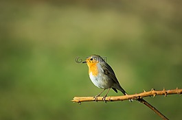 羅賓,鳥,鳴鳥
