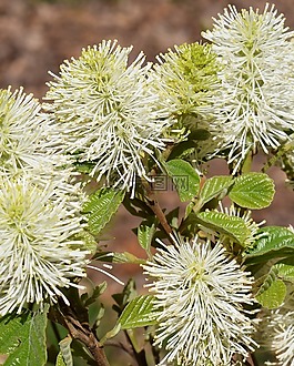 fothergilla,女巫-阿尔德,野花