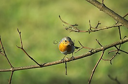 羅賓,鳥,鳴鳥