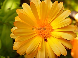 開花,夏季,性質