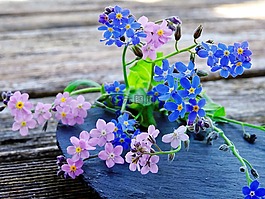 不要忘了我,鮮花,藍(lán)色