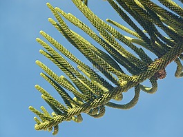 針葉樹,樹,性質(zhì)