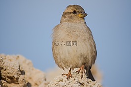 麻雀,自然,野生動物