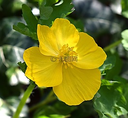 木种植罂粟的,celandine,野花