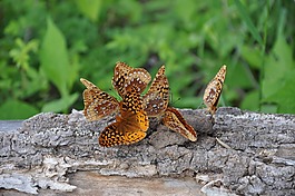 butterflys,日志,草