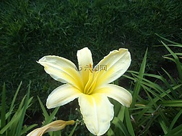 花,黃色,花園