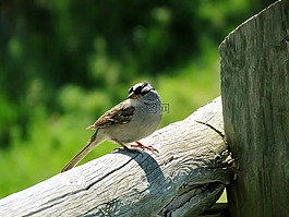 麻雀,鳥,自然