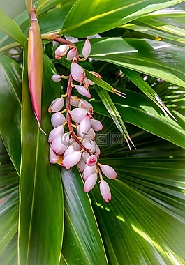 珊瑚豆花,佛羅里達,花的頭部