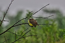 kikiwi,圭亞那,雨