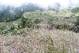 高山植物,草,前景