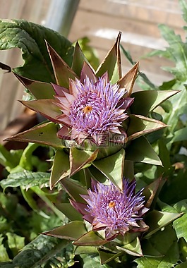 菊芋,花,蔬菜