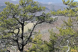 常綠,西弗吉尼亞州,松樹(shù)