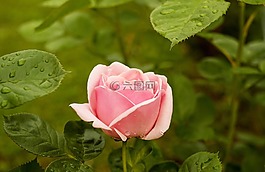 玫瑰,花,鮮花