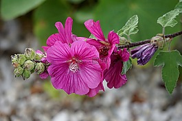 蜀葵,花,植物區(qū)系
