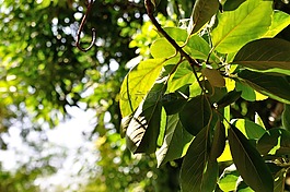 樹葉,綠光,植物