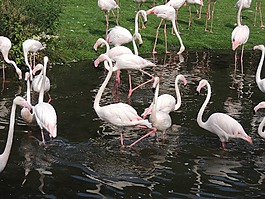 火烈鳥(niǎo),動(dòng)物,粉紅色